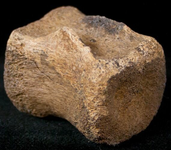 Edmontosaurus (Hadrosaur) Caudal Vertebrae - Montana #12683